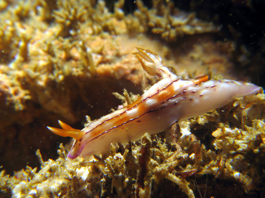 Hypselodoris krakatoa